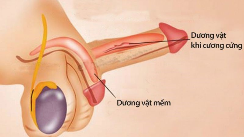 Khi nào cương cứng sau khi quan hệ là bất thường?