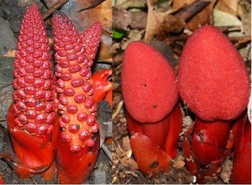 Nấm ngọc cẩu